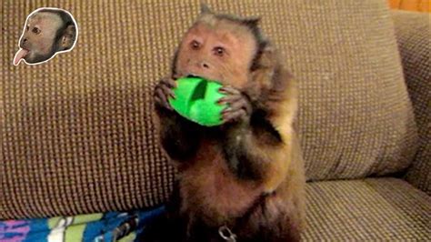 Monkey sees magic trickk